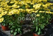 Osteospermum ecklonis Erato Compact Yellow