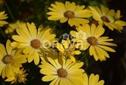 Osteospermum ecklonis Erato Compact Yellow