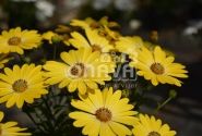 Osteospermum ecklonis Erato Compact Yellow