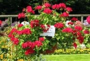 Pelargonium peltatum Grandeur Ivy Deep Red