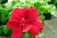Pelargonium peltatum Grandeur Ivy Deep Red