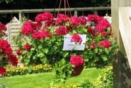 Pelargonium peltatum Grandeur Ivy Velvet