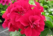 Pelargonium peltatum Grandeur Ivy Velvet
