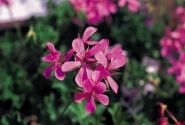Pelargonium peltatum Ville de Paris Lilac