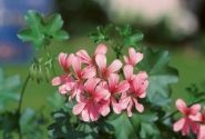 Pelargonium peltatum Ville de Paris Rose