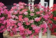 Pelargonium peltatum Ville de Paris Rose