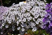 Petunia atkinsiana Surfinia Blue Vein