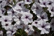 Petunia atkinsiana Surfinia Blue Vein