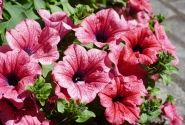 Petunia atkinsiana Surfinia Hot Red