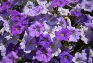 Petunia atkinsiana Surfinia Sky Blue