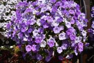 Petunia atkinsiana Surfinia Sky Blue
