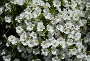 Petunia atkinsiana Surfinia White