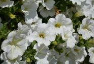 Petunia atkinsiana Surfinia White