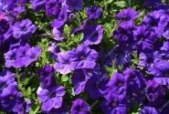 Petunia atkinsiana Fortado Deep Blue