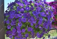 Petunia atkinsiana Fortado Deep Blue