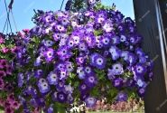 Petunia atkinsiana Fortado Midnight Moon