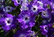 Petunia atkinsiana Fortado Midnight Moon