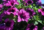 Petunia atkinsiana Fortado Velvet Heart