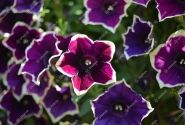 Petunia atkinsiana Fortado Velvet Picotee