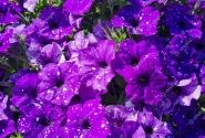 Petunia atkinsiana StarTunia Blue