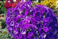 Petunia atkinsiana StarTunia Blue