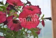 Petunia atkinsiana BeautiCal Bordeaux