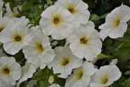 Petunia atkinsiana BeautiCal Pearl White