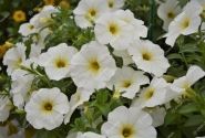 Petunia atkinsiana BeautiCal Pearl White