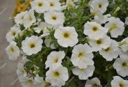 Petunia atkinsiana BeautiCal Pearl White