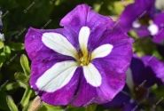 Petunia atkinsiana Patia Blue Star