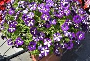 Petunia atkinsiana Patia Blue Star