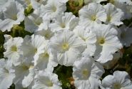 Petunia atkinsiana Patia White