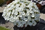 Petunia atkinsiana Patia White