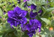 Petunia atkinsiana Tumbelina Belinda