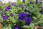 Petunia atkinsiana Tumbelina Belinda