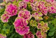 Petunia atkinsiana Tumbelina Darcey Rosa