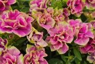 Petunia atkinsiana Tumbelina Darcey Rosa