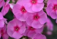 Phlox paniculata Adessa Rose Eye (XXL)