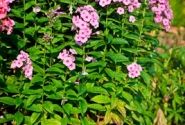 Phlox paniculata Adessa Rose Eye (XXL)