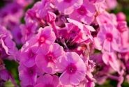 Phlox paniculata Adessa Rose Eye (XXL)