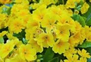 Primula veris Solaris Gold