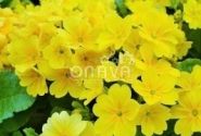 Primula veris Solaris Gold