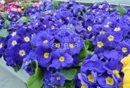 Primula vulgaris Herkules Blue