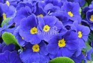 Primula vulgaris Herkules Blue