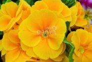 Primula vulgaris Herkules Orange