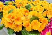 Primula vulgaris Herkules Orange