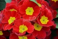 Primula vulgaris Herkules Red