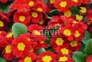 Primula vulgaris Herkules Red