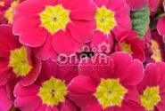 Primula vulgaris Herkules Rose