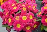 Primula vulgaris Herkules Rose